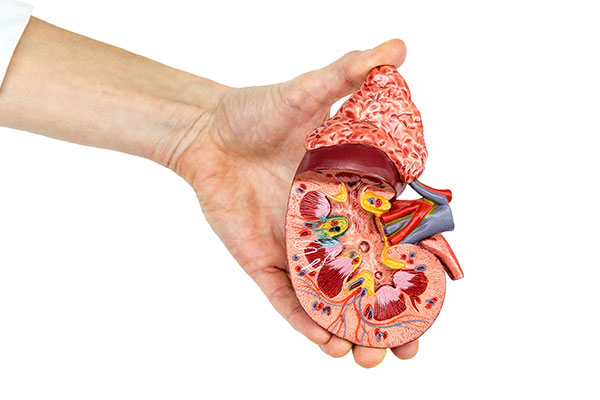 Raw Materials of Renal Function Test Kit