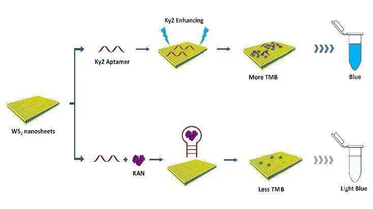 enzyme