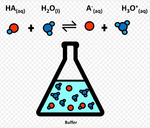 biological buffer